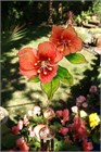 2 Blumen Klangspiele, Rosa